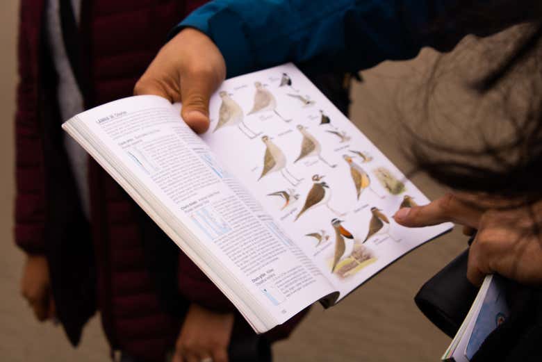 Manuale ornitologico per distinguere gli uccelli della palude