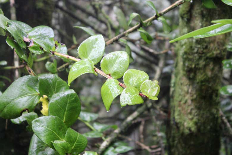 Fray Jorge vanta una vegetazione rigogliosa