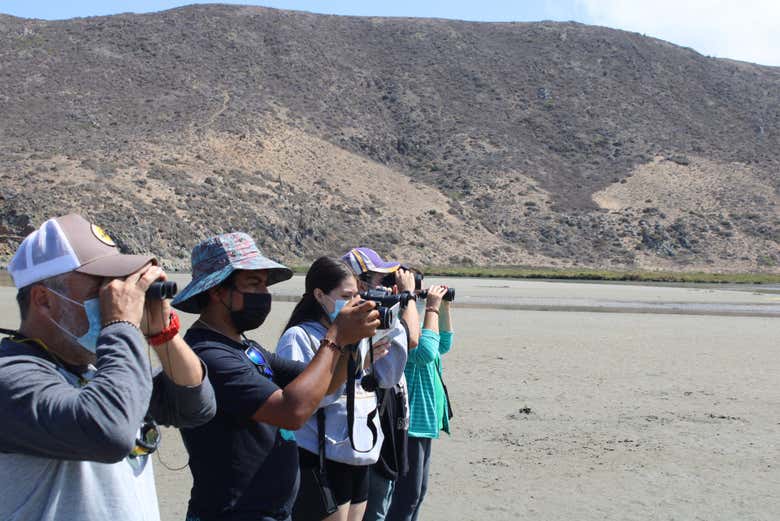 Birdwatching nella palude del fiume Limarí