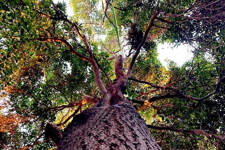 Alberi di Pica