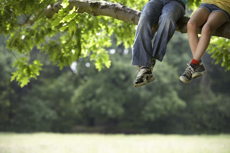 Gli alberi di Pica