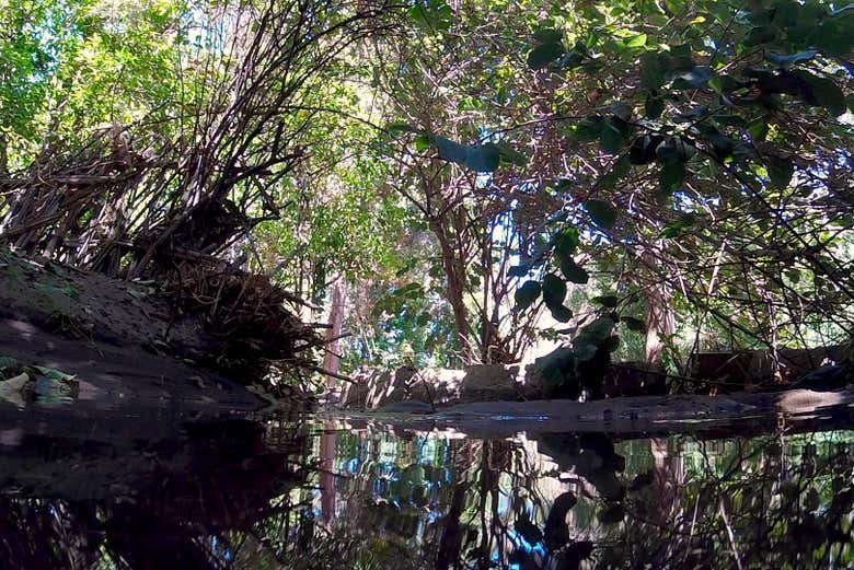 Natura nell'Oasi di Pica