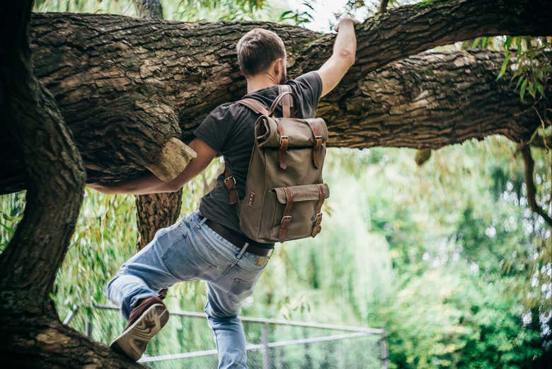 Arrampicata sugli alberi di Pica