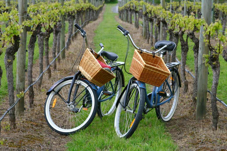 Bicycles in the vineyards