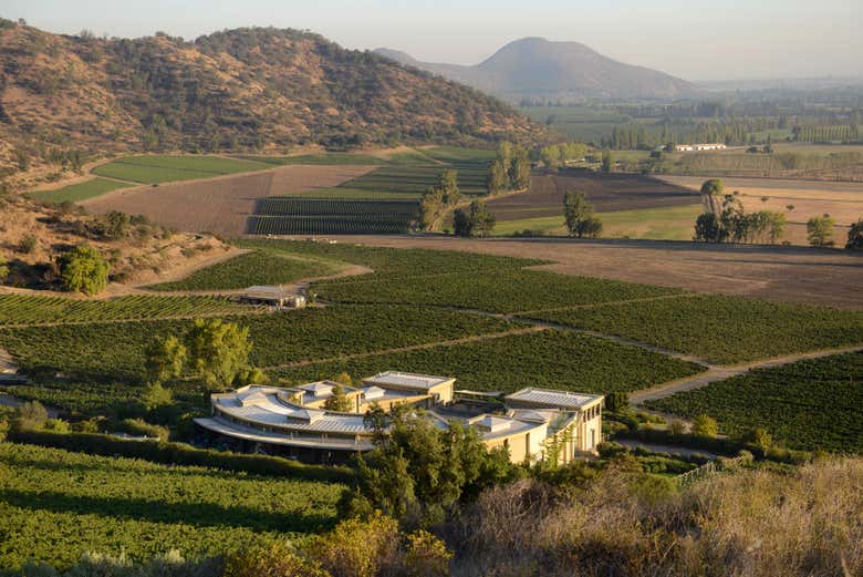 Panorámica de los viñedos