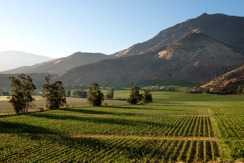 View of the vineyards