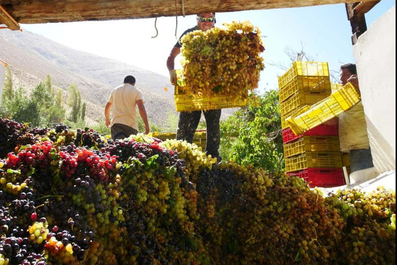 Découvrez le processus de collecte du raisin