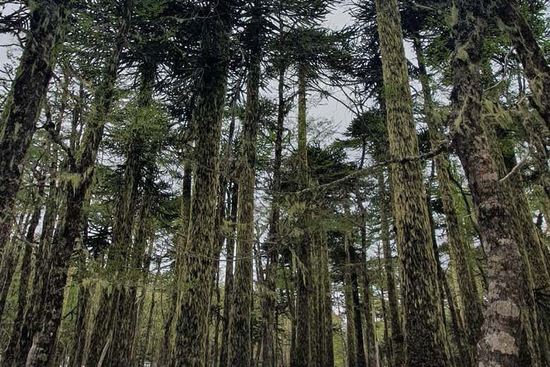 Forests in the Huerquehue National Park