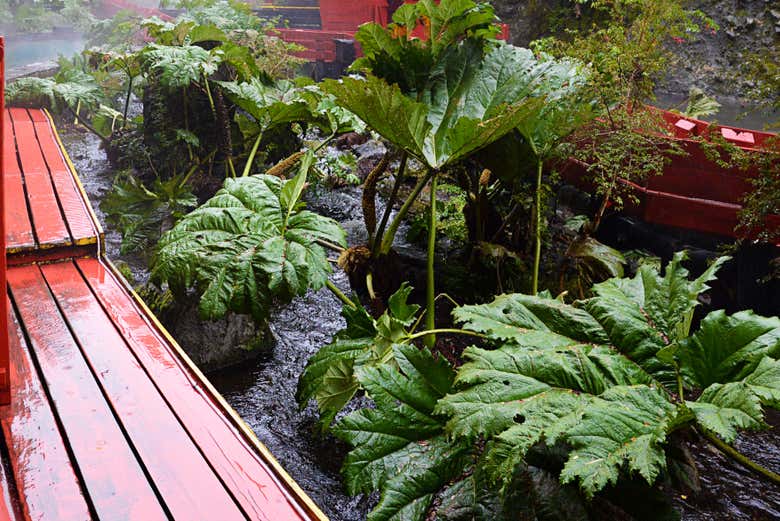 Vegetation alongside the springs