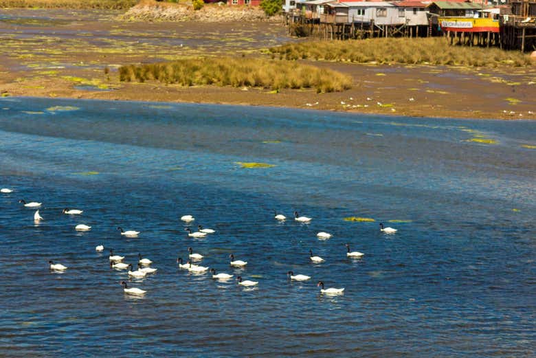 Osservando la fauna locale
