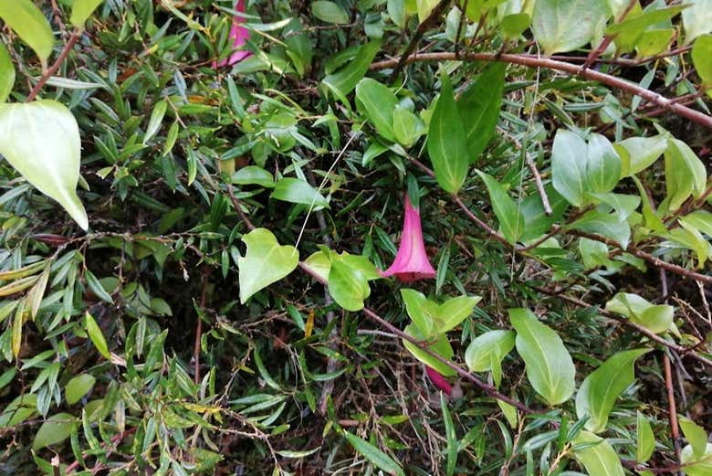 Flora del Parque Nacional Alerce Andino