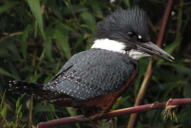 Kingfisher specimen