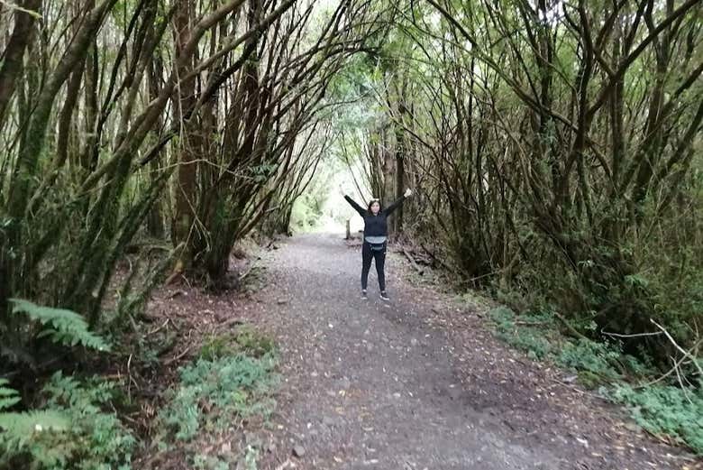 Senderismo por el Parque Nacional Alerce Andino