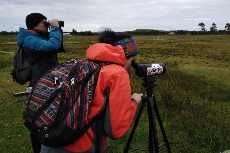 Spotting Chilean birds