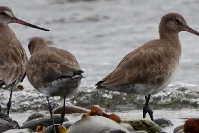 Curved-billed curlew