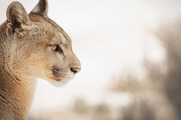 Escursione privata con avvistamento di puma