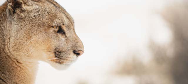 Excursión privada de avistamiento de pumas