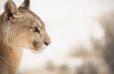 Tour privado de avistamento de pumas em Torres del Paine