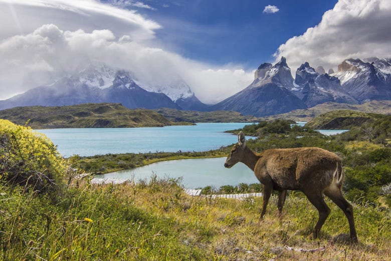 A Huemul in Torres del Paine National Park