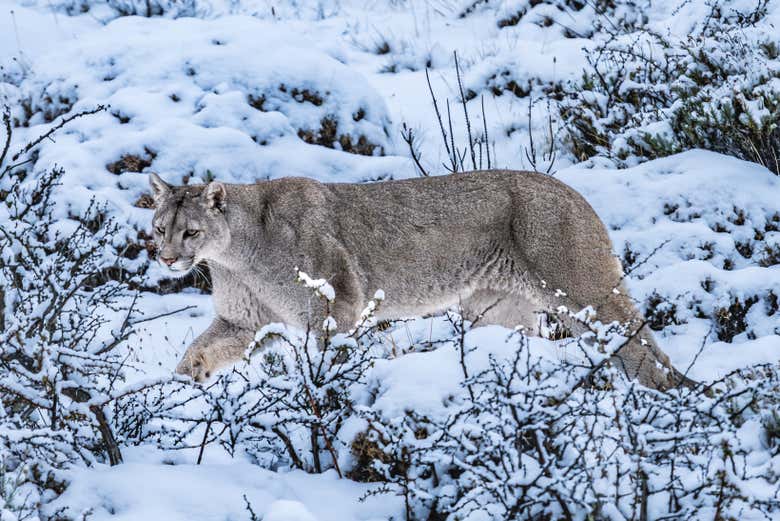 Un puma entre la nieve