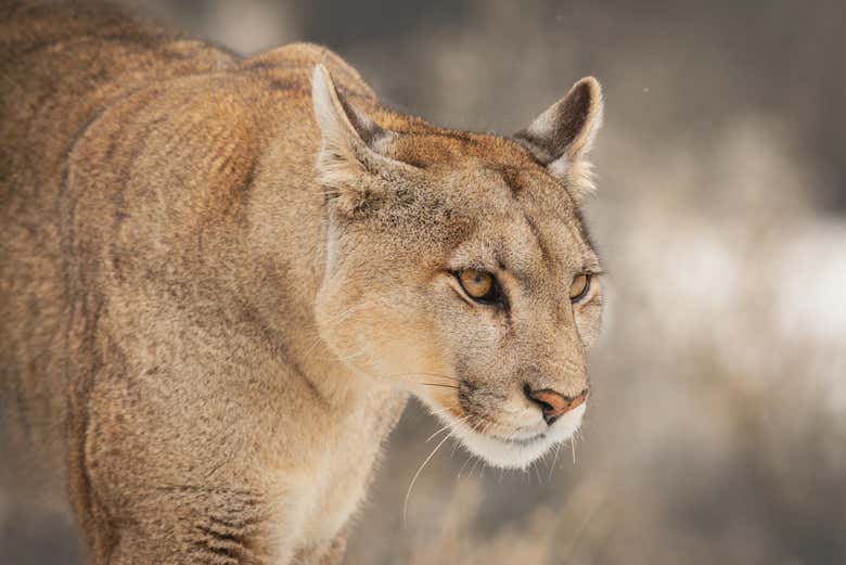 No os podéis perder este avistamiento de pumas