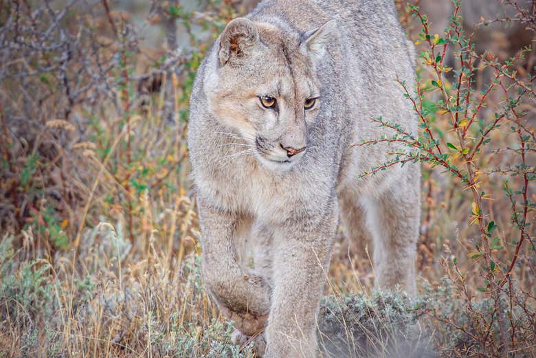 Aprenderemos todo sobre los pumas