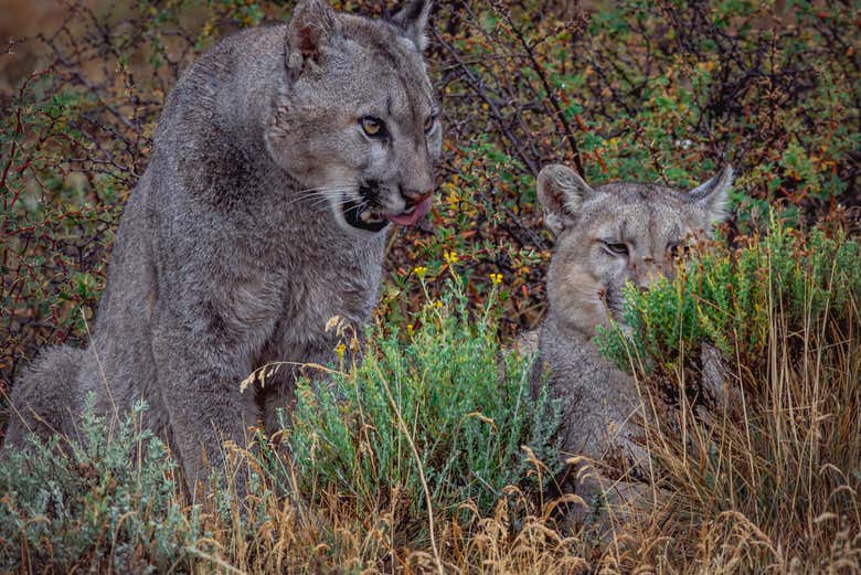 Dos pumas en Torres del Paine