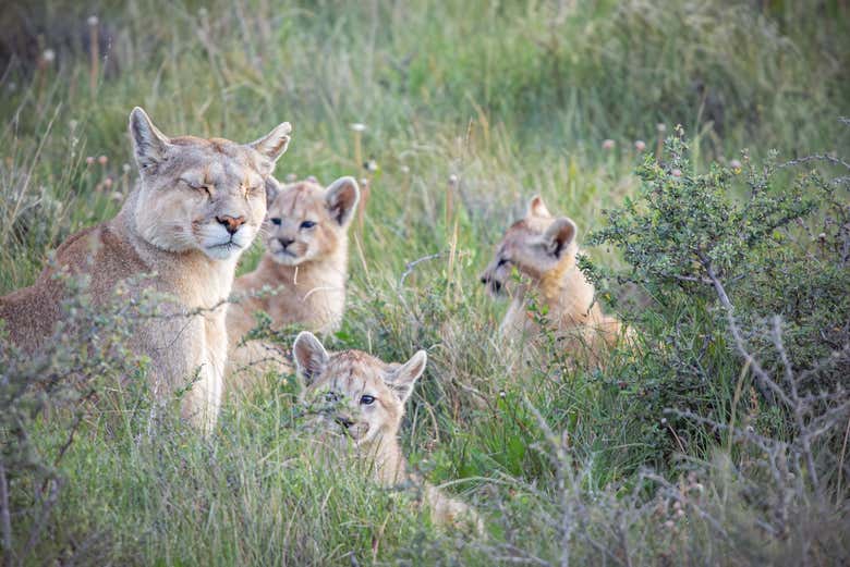 Una familia de pumas en Torres del Paine