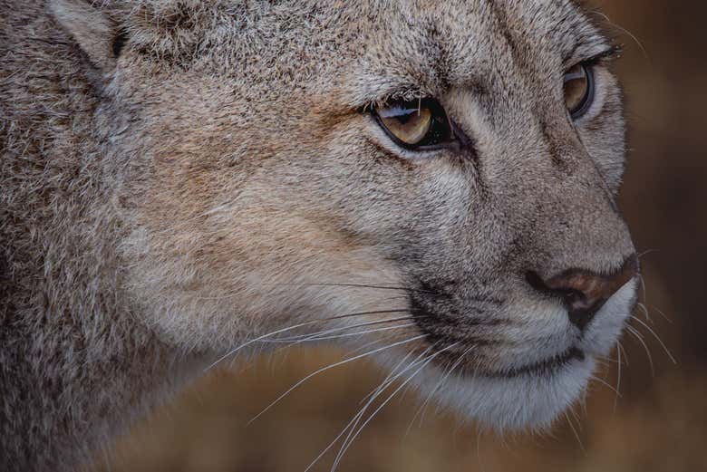 Podréis ver la belleza de los pumas