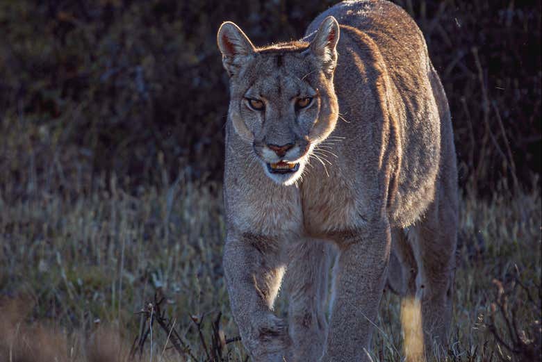 Torres del Paine es uno de los mejores sitios para ver pumas