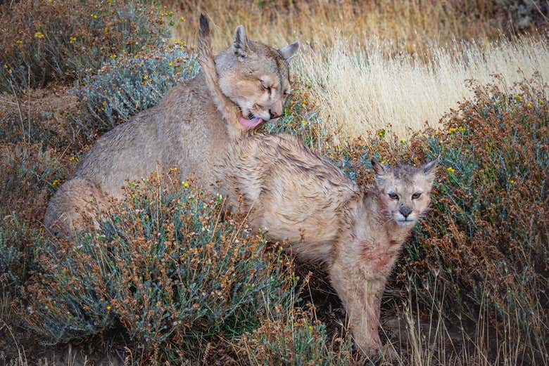 Os enamoraréis de la belleza de los pumas