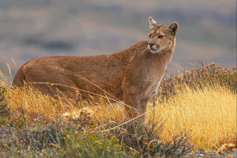 Veremos pumas en Torres del Paine