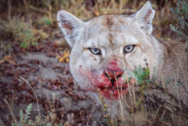 Un puma cazando
