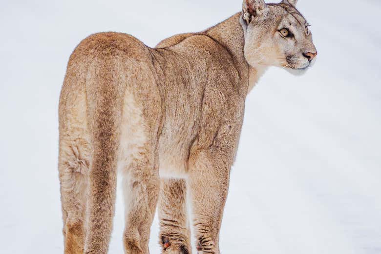 Invierno es un buen momento para ver pumas