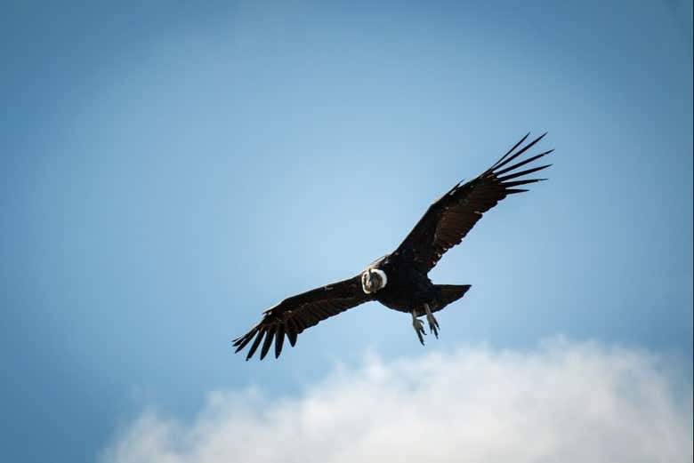 Observe the Andean condors
