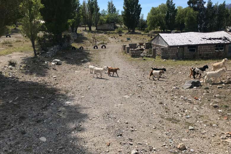 Animais de Puerto Cristal