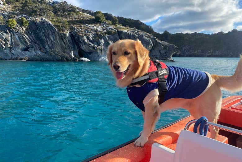 Las mascotas están admitidas a bordo