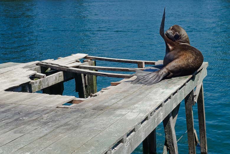 León marino de Valdivia