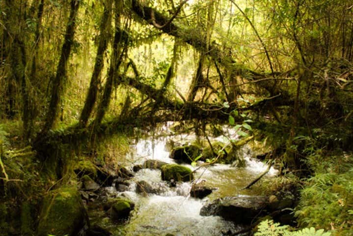 Paisajes del Parque Nacional Alerce Andino