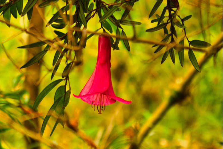 Admiring the local flora