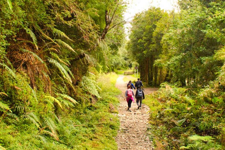 Parque Nacional Alerce Andino