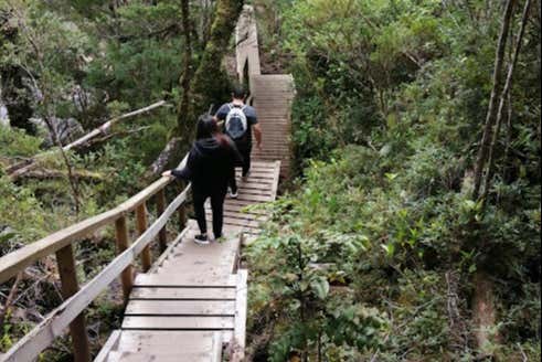 Pasarelas del Parque Nacional Alerce Andino