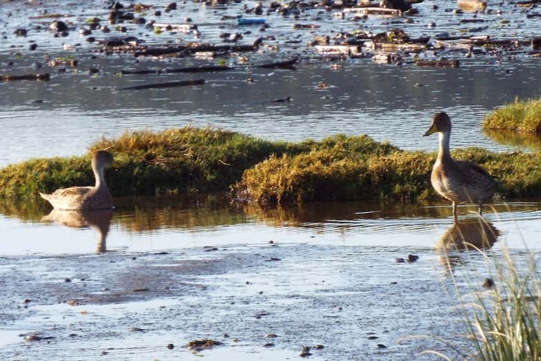 Patos jergones de los humedales