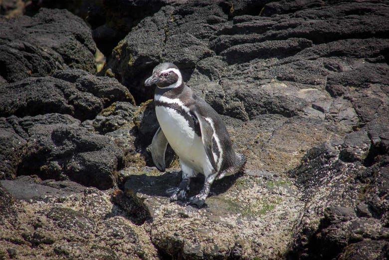 Pinguim em Chiloé