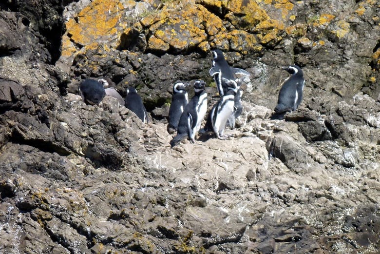 Les pingouins de Chiloé