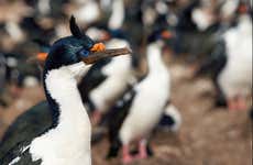 Tour di Maullín + Birdwatching a Quenuir Bajo