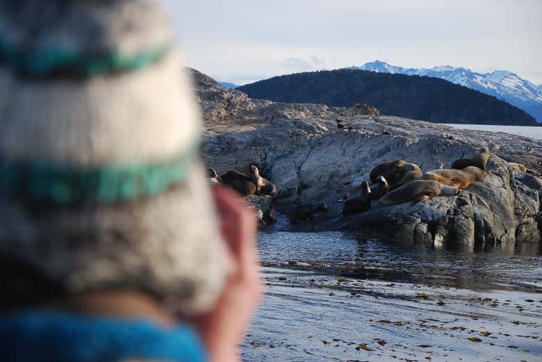 Taking photos of the sea lions