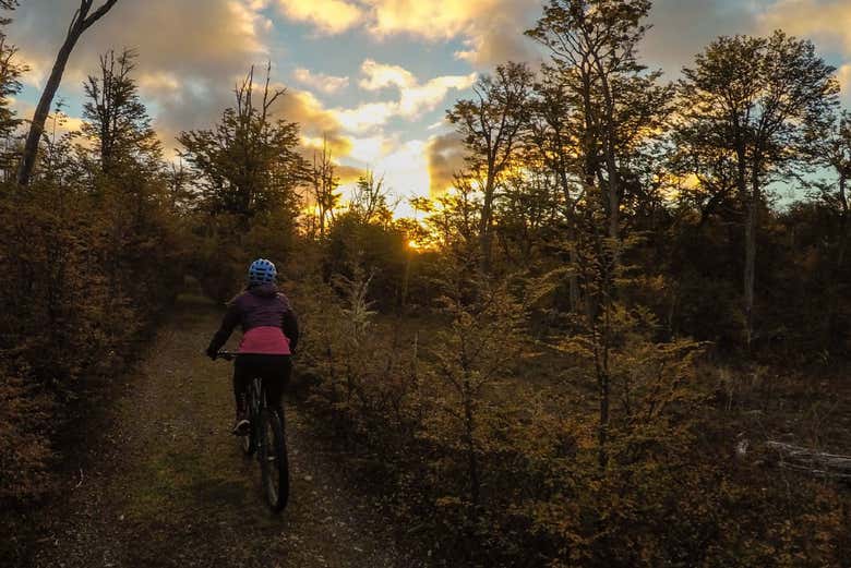 Cycling through Navarino Island's forests
