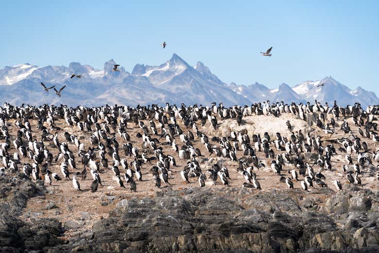 Observando colonias de pingüinos en los paisajes australes