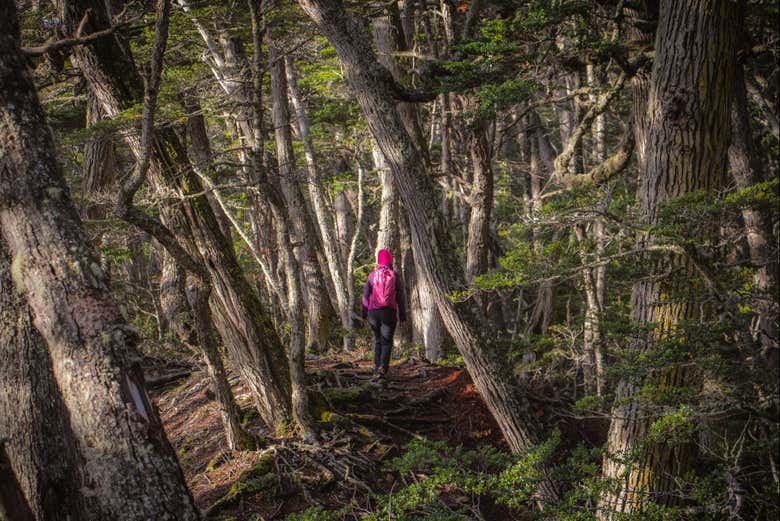 Hiking through the world's southernmost forests